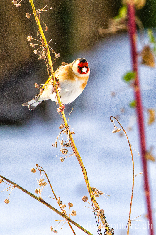 Chardonneret 7838.jpg - Chardonneret élégantCarduelis carduelisEuropean Goldfinch (Ermitage, Genève, Suisse, février 2012)